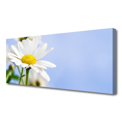 Photo sur toile Marguerite floral jaune blanc