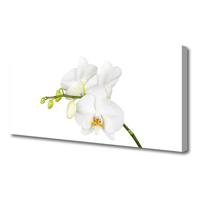 Photo sur toile Fleurs floral blanc