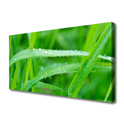 Photo sur toile Herbe nature vert