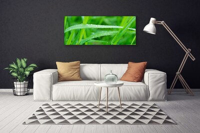 Photo sur toile Herbe nature vert