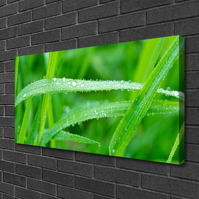 Photo sur toile Herbe nature vert