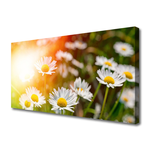 Photo sur toile Marguerite floral jaune blanc vert