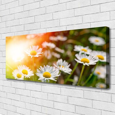 Photo sur toile Marguerite floral jaune blanc vert