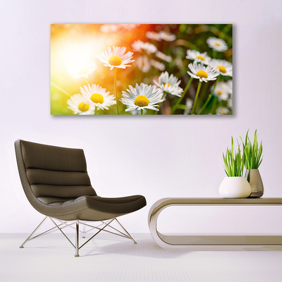 Photo sur toile Marguerite floral jaune blanc vert