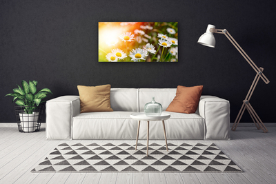 Photo sur toile Marguerite floral jaune blanc vert