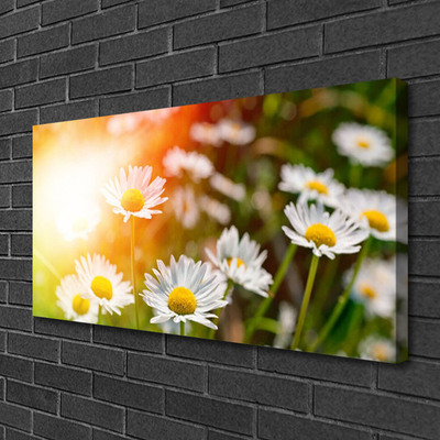 Photo sur toile Marguerite floral jaune blanc vert