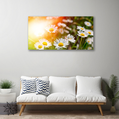 Photo sur toile Marguerite floral jaune blanc vert