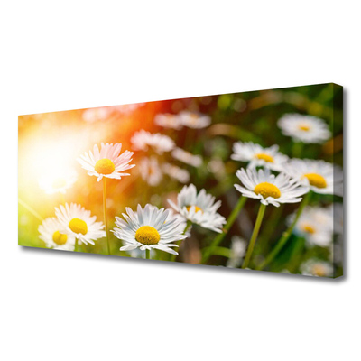 Photo sur toile Marguerite floral jaune blanc vert