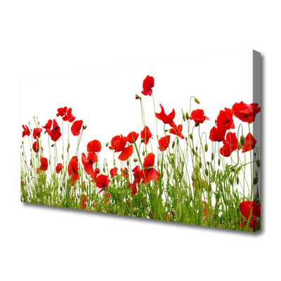 Photo sur toile Coquelicots prairie nature vert rouge