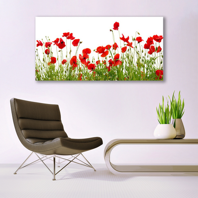 Photo sur toile Coquelicots prairie nature vert rouge