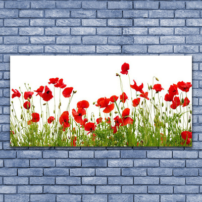 Photo sur toile Coquelicots prairie nature vert rouge