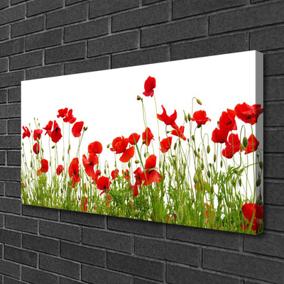 Photo sur toile Coquelicots prairie nature vert rouge