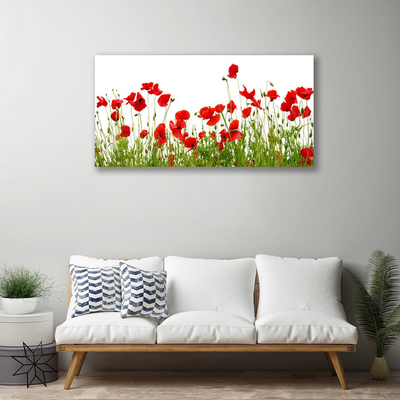 Photo sur toile Coquelicots prairie nature vert rouge