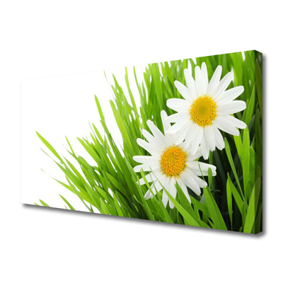 Photo sur toile Marguerite herbe floral vert jaune blanc