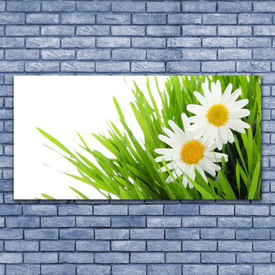 Photo sur toile Marguerite herbe floral vert jaune blanc