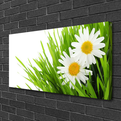 Photo sur toile Marguerite herbe floral vert jaune blanc