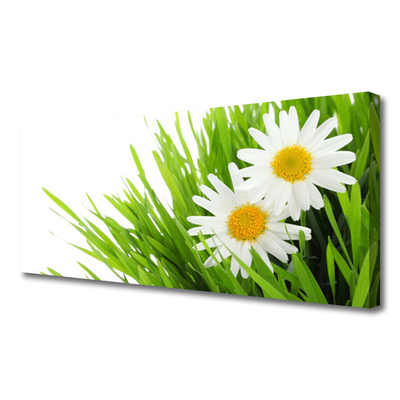 Photo sur toile Marguerite herbe floral vert jaune blanc