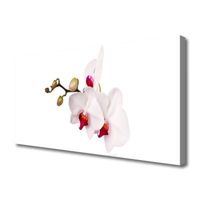 Photo sur toile Fleurs floral rose blanc