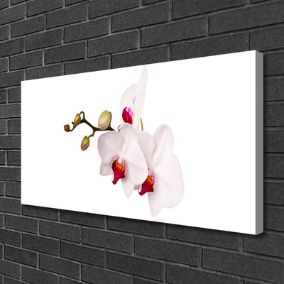 Photo sur toile Fleurs floral rose blanc