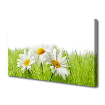 Photo sur toile Marguerite herbe floral blanc vert