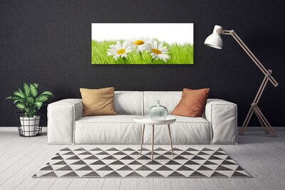 Photo sur toile Marguerite herbe floral blanc vert