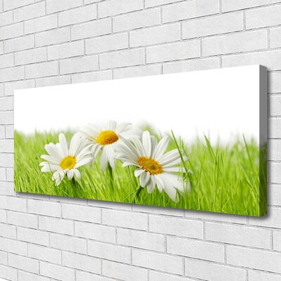 Photo sur toile Marguerite herbe floral blanc vert