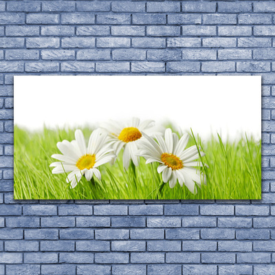 Photo sur toile Marguerite herbe floral blanc vert