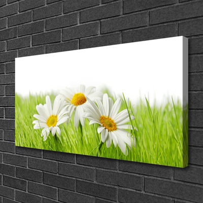 Photo sur toile Marguerite herbe floral blanc vert