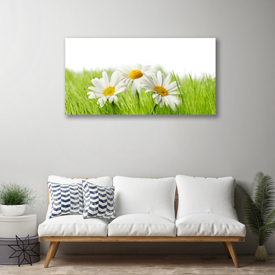 Photo sur toile Marguerite herbe floral blanc vert