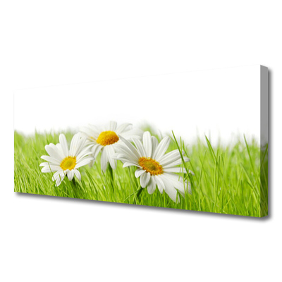 Photo sur toile Marguerite herbe floral blanc vert