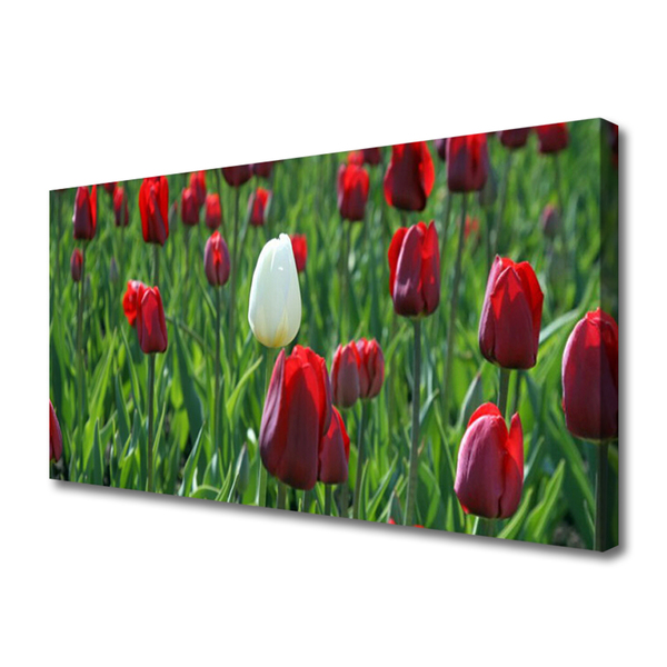 Photo sur toile Tulipes floral rouge blanc vert