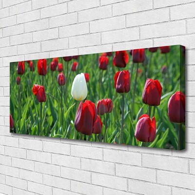 Photo sur toile Tulipes floral rouge blanc vert