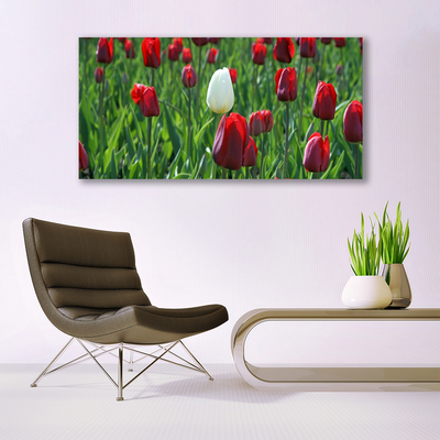 Photo sur toile Tulipes floral rouge blanc vert