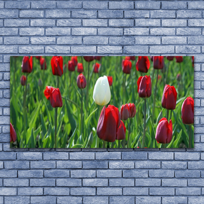 Photo sur toile Tulipes floral rouge blanc vert