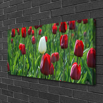 Photo sur toile Tulipes floral rouge blanc vert