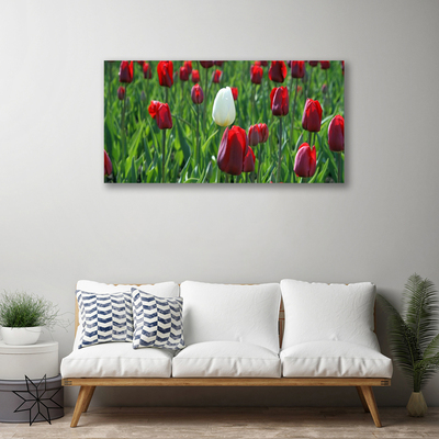 Photo sur toile Tulipes floral rouge blanc vert