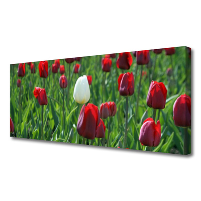 Photo sur toile Tulipes floral rouge blanc vert