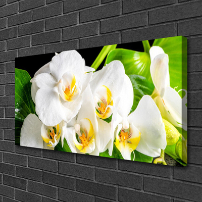 Photo sur toile Pétales floral blanc vert