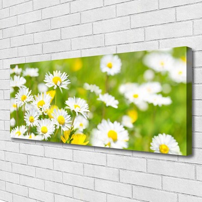 Photo sur toile Marguerite floral jaune blanc