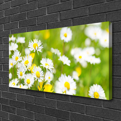 Photo sur toile Marguerite floral jaune blanc