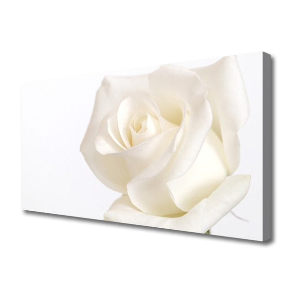 Photo sur toile Rose floral blanc