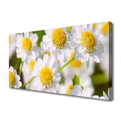 Photo sur toile Marguerite floral jaune blanc