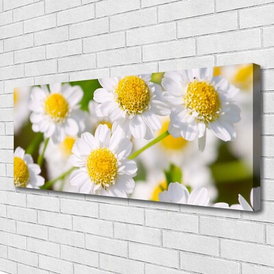 Photo sur toile Marguerite floral jaune blanc