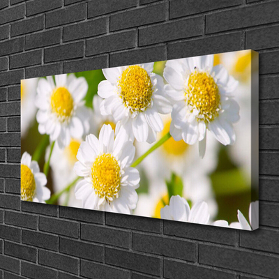 Photo sur toile Marguerite floral jaune blanc