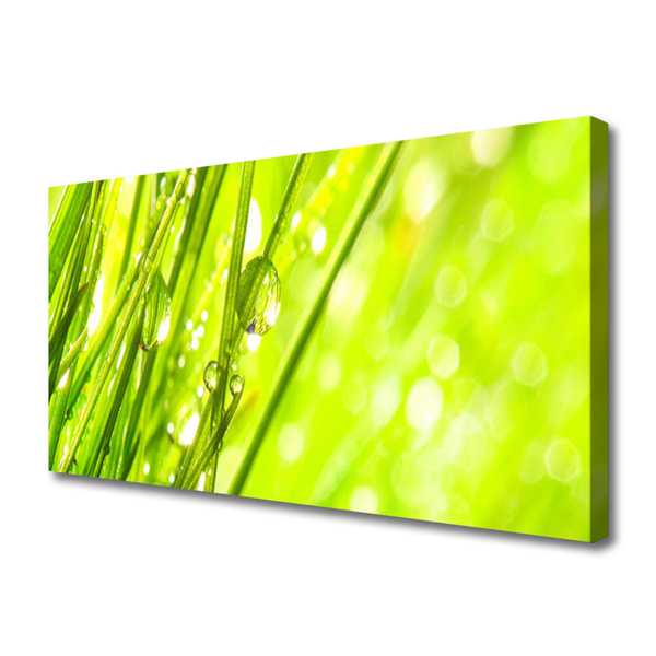 Photo sur toile Herbe nature vert