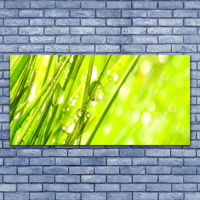 Photo sur toile Herbe nature vert