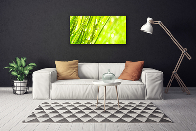 Photo sur toile Herbe nature vert