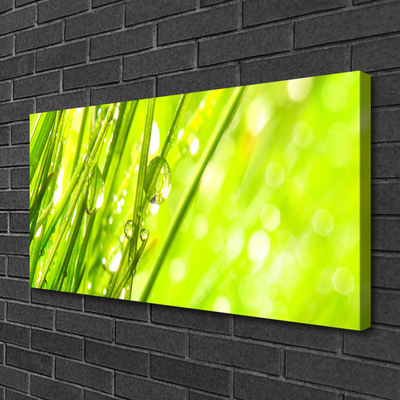 Photo sur toile Herbe nature vert