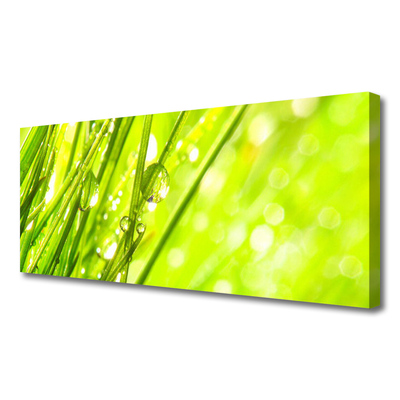 Photo sur toile Herbe nature vert