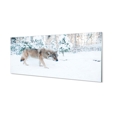 Tableaux sur verre Loup forêt d'hiver